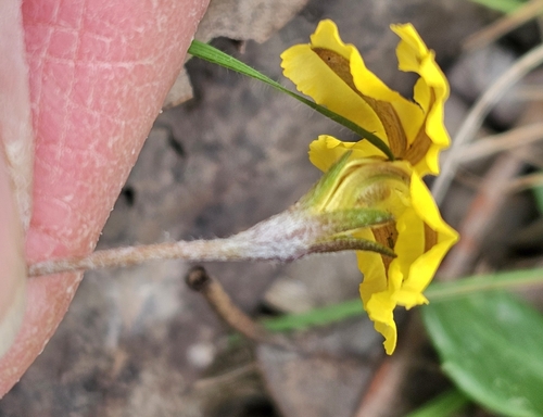 Image of Goodenia lanata by (c) ianrainbow, some rights reserved (CC BY)