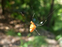 Argyrodes miniaceus