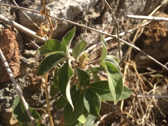 Achyranthes aspera sicula