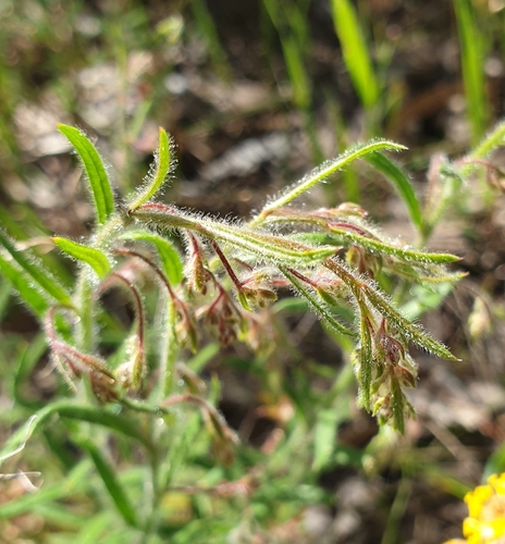 Gonocarpus elatus (Gonocarpus elatus)