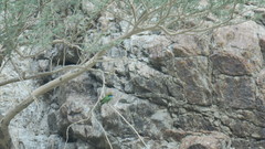 Merops cyanophrys