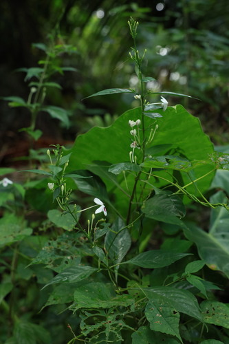 Pseuderanthemum bicolor observed 2023-09-20