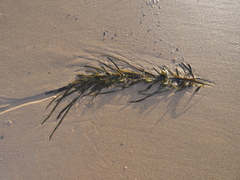Phyllospora