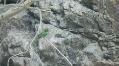 Merops cyanophrys