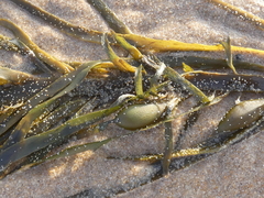 Phyllospora