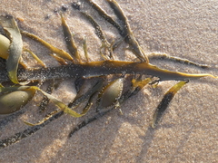 Phyllospora