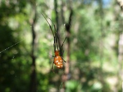 Argyrodes miniaceus