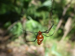 Argyrodes miniaceus