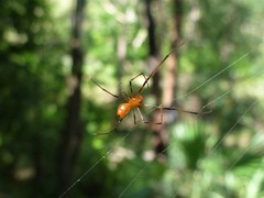 Argyrodes miniaceus