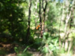 Argyrodes miniaceus