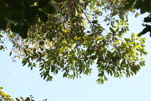Castanopsis buruana (Castanopsis buruana)