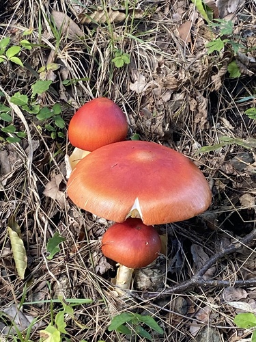 Amanita caesareoides