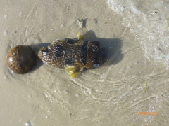 Diodon liturosus