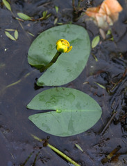 Nuphar pumila