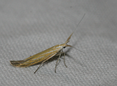 Coleophora lixella