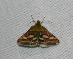 Pyrausta ostrinalis