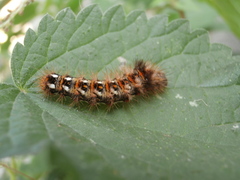 Acronicta rumicis