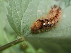 Acronicta rumicis