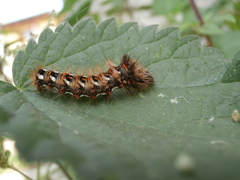 Acronicta rumicis