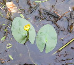 Nuphar pumila