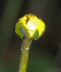 Nuphar pumila