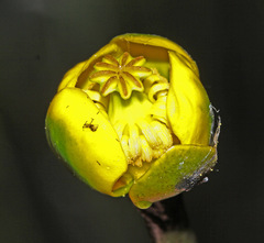 Nuphar pumila