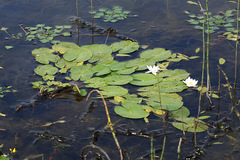 Nymphaea tetragona