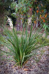 Lomandra ordii