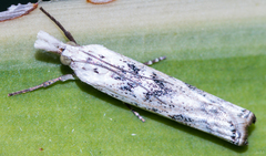 Crambus sparsellus