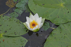 Nymphaea tetragona