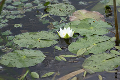 Nymphaea tetragona