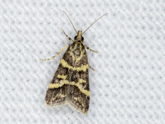 Scoparia spelaea