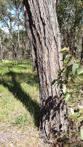 Image of Eucalyptus macrorhyncha by (c) Rosalie Lawrence, some rights reserved (CC BY)