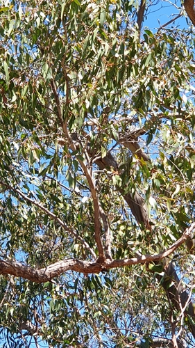 Image of Eucalyptus macrorhyncha by (c) Rosalie Lawrence, some rights reserved (CC BY)