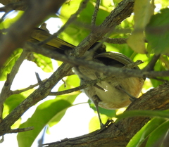 Telophorus olivaceus