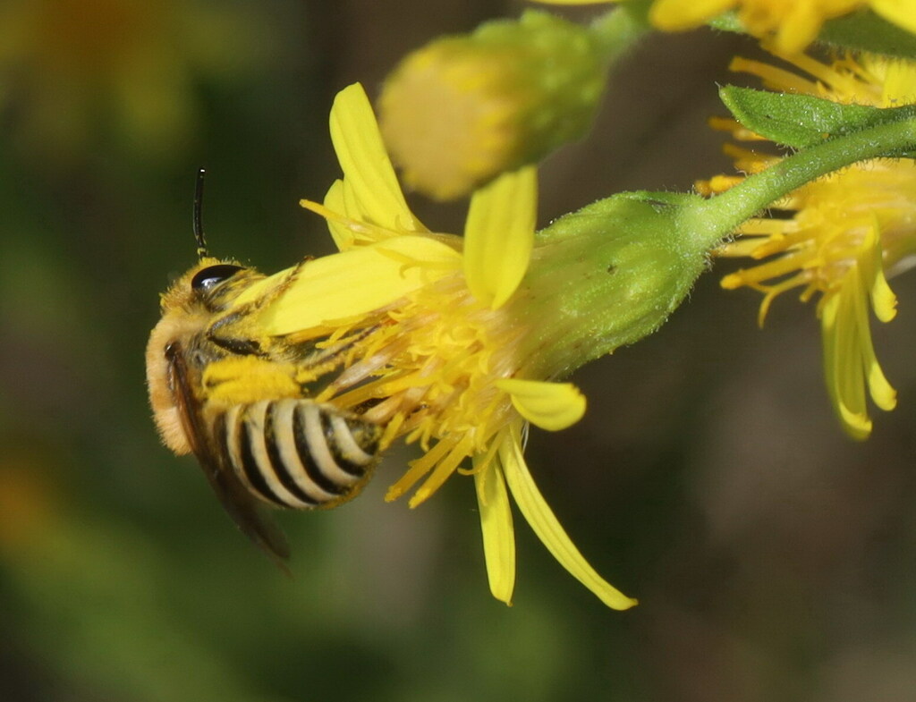 Abeille's Cellophane Bee