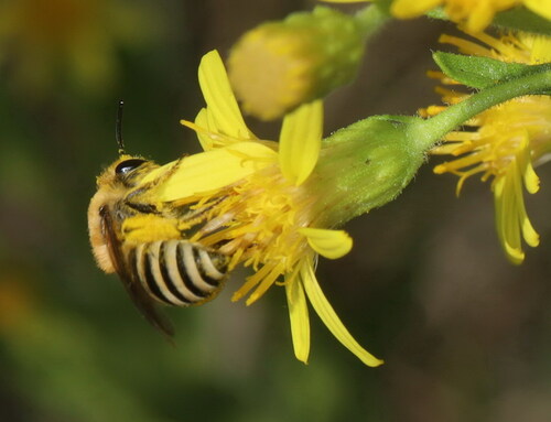 Abeille's Cellophane Bee