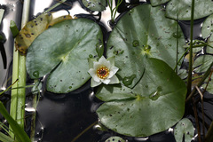 Nymphaea tetragona