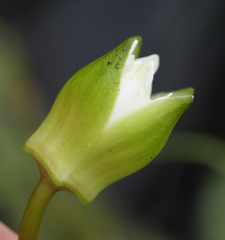 Nymphaea tetragona