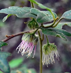 Chorilaena quercifolia