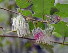 Chorilaena quercifolia
