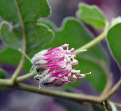 Chorilaena quercifolia