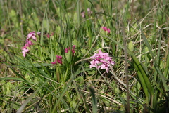 Daphne cneorum