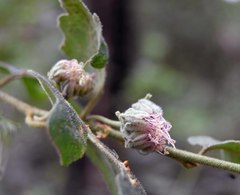 Chorilaena quercifolia