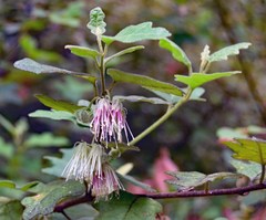 Chorilaena quercifolia