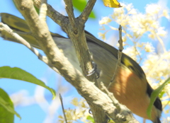 Telophorus olivaceus