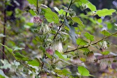 Chorilaena quercifolia