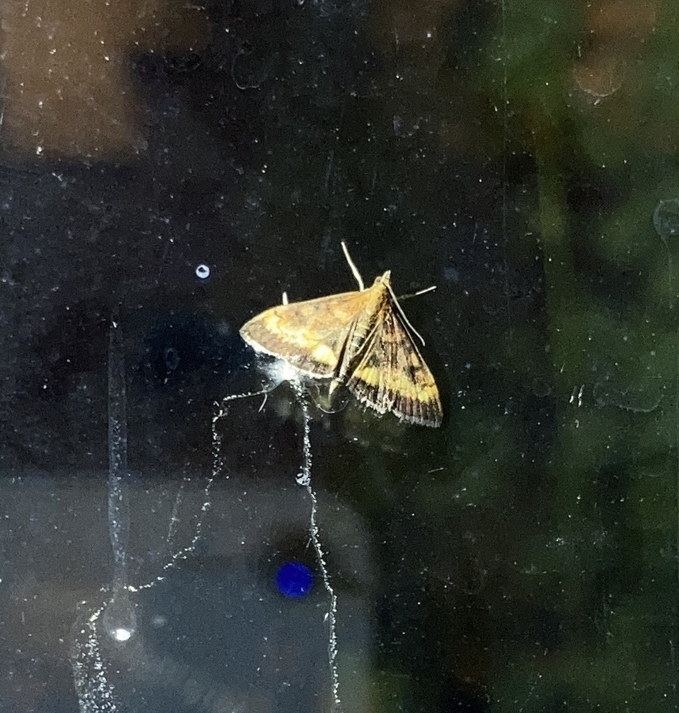 Mint Moths In October 2023 By Hannah Oo86 INaturalist   Large 