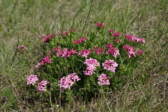 Daphne cneorum