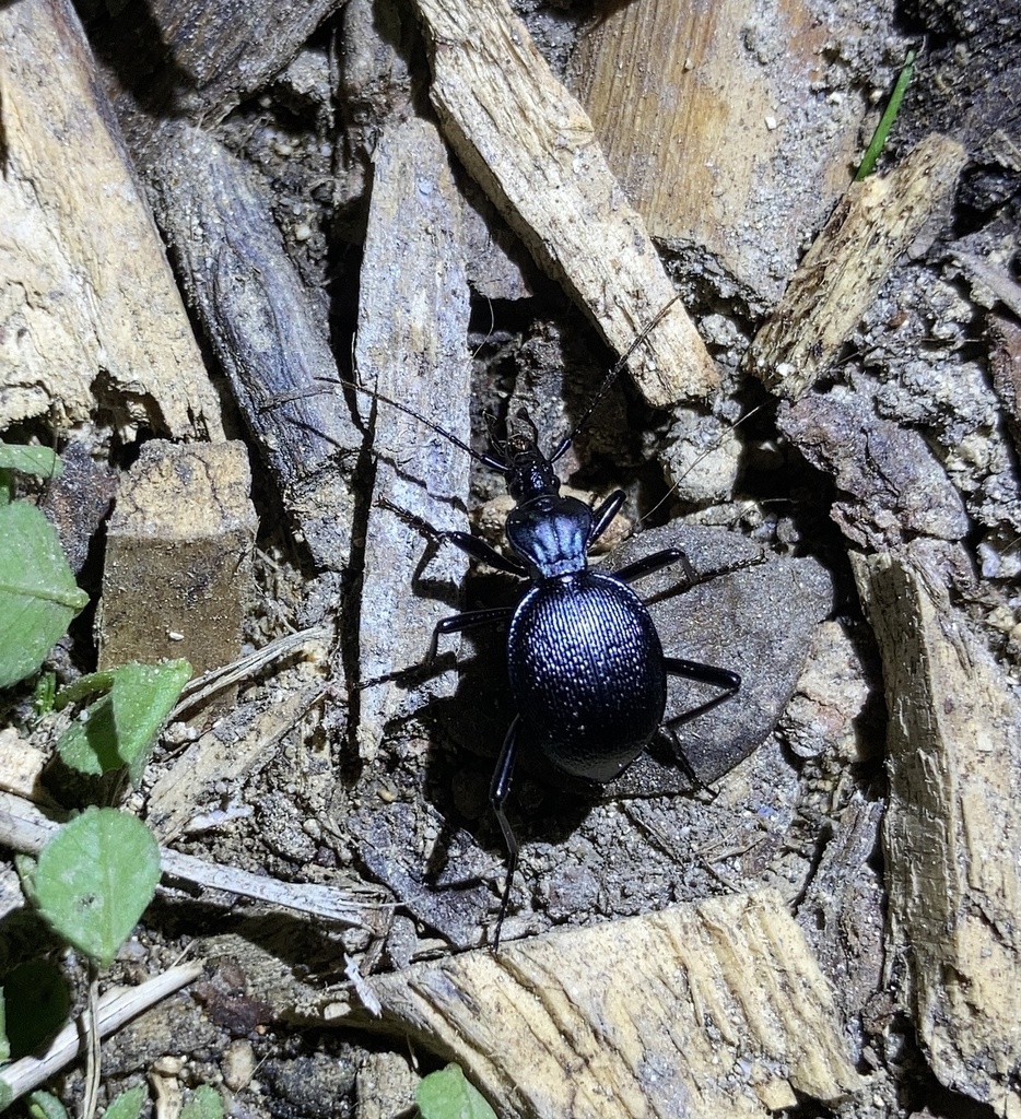 Snaileating Beetle in October 2023 by Hannah · iNaturalist